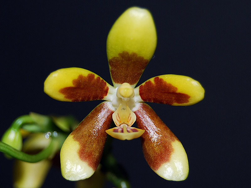 Profile Painter Orchids - Phalaenopsis fuscata
