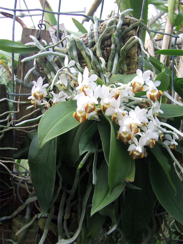 Phalaenopsis lobbii Orchids