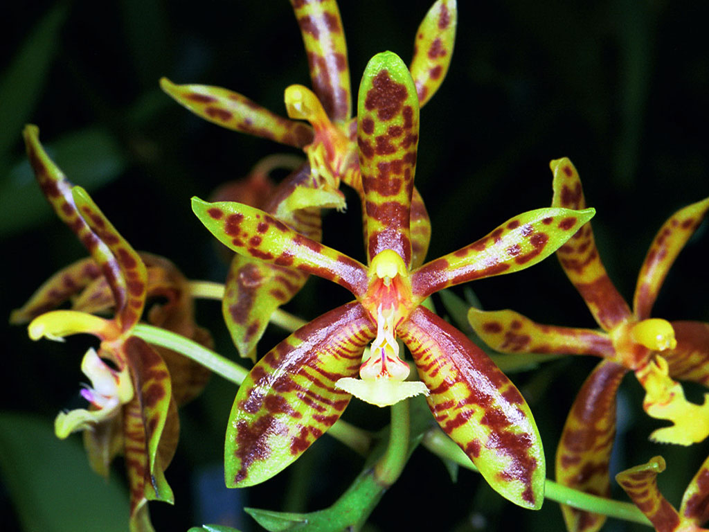 Phalaenopsis mannii Orchids