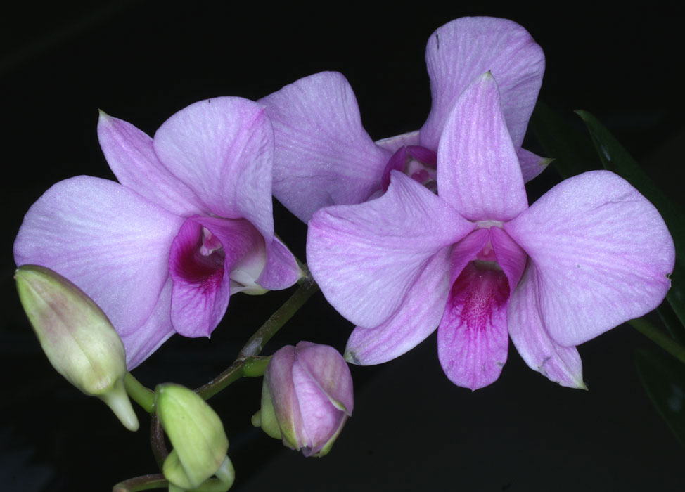 Dendrobium compactum