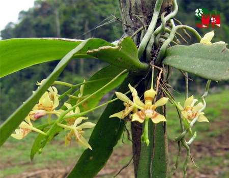 Lan môi sừng lớn - Pteroceras simondianum