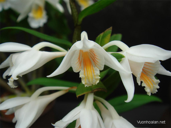 Dendrobium longicornu