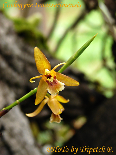 Coelogyne tenasserimensis