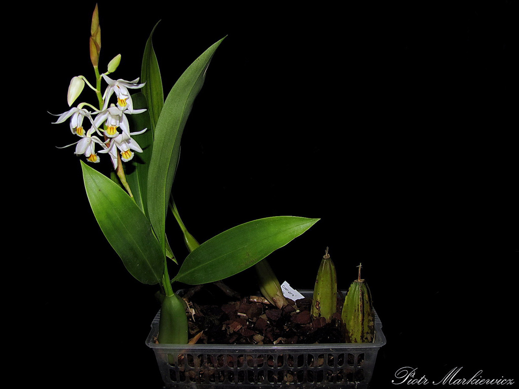 Thanh đạm cánh - Coelogyne stricta