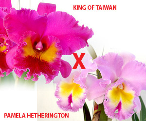 Lai hai cây Cattleya 