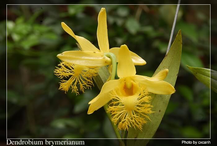 Thủy tiên râu mép, môi tơ - Dendrobium brymerianum