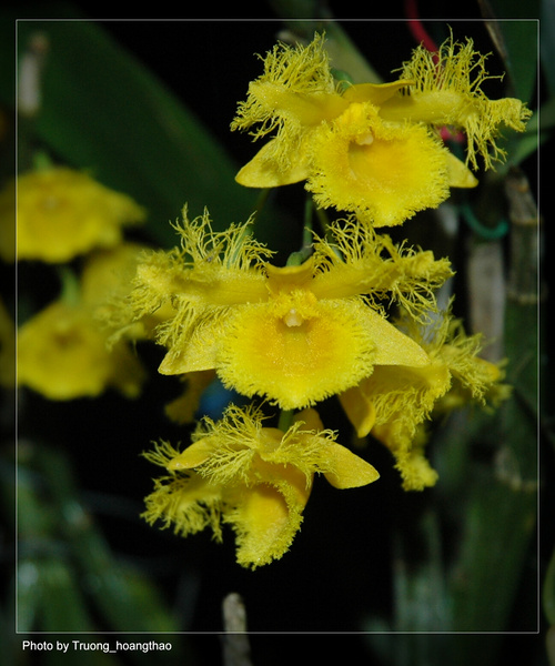 Thủy tiên tua - thủy tiên râu cánh - Dendrobium harveyanum