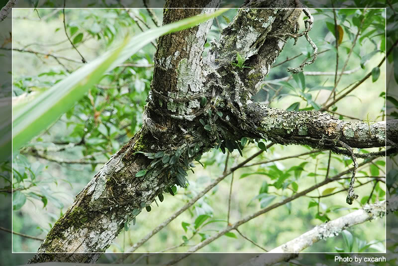 Vảy cá - Dendrobium jenkinsii