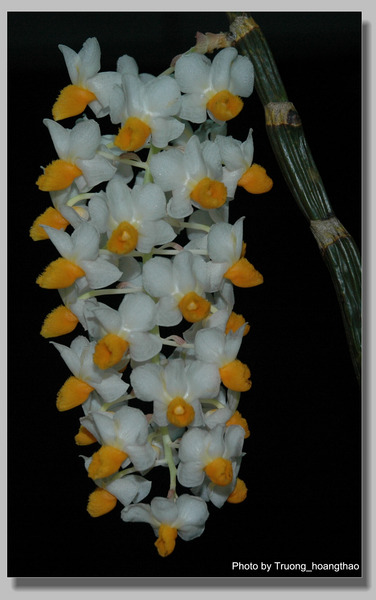 Thủy tiên vàng - Dendrobium thyrsiflorum