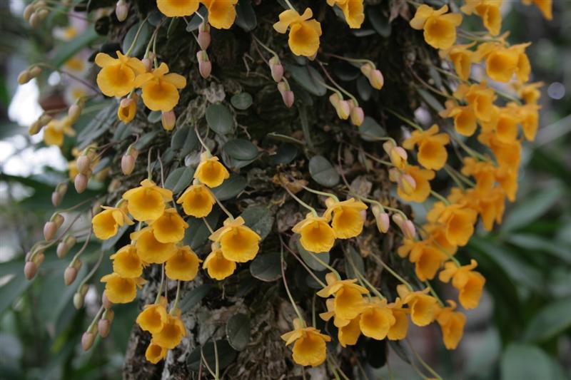 Vảy cá - Dendrobium jenkinsii