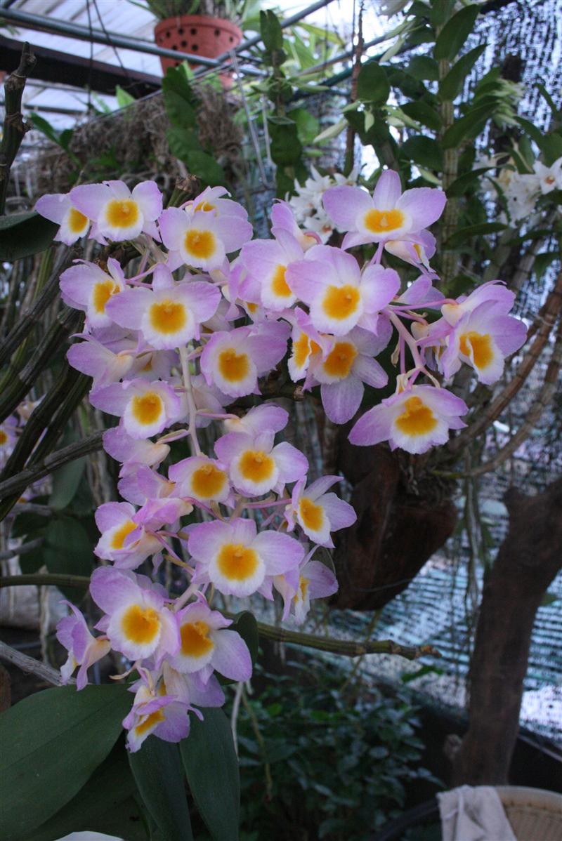 Thủy tiên tím - Dendrobium amabile