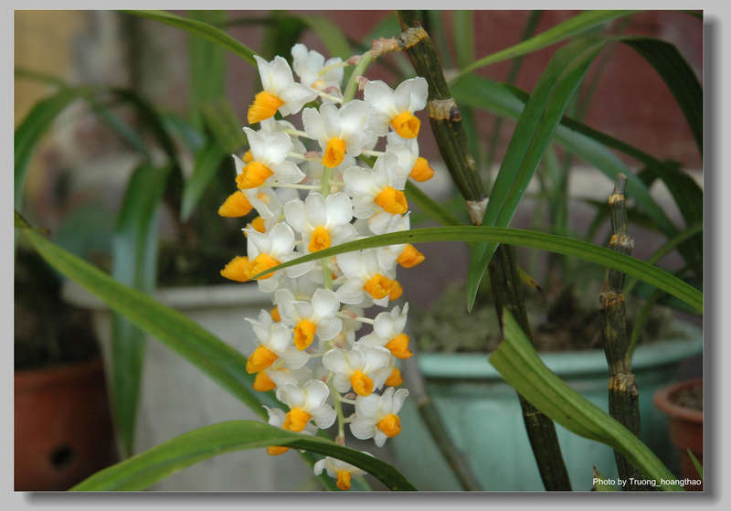 Thủy tiên vàng - Dendrobium thyrsiflorum