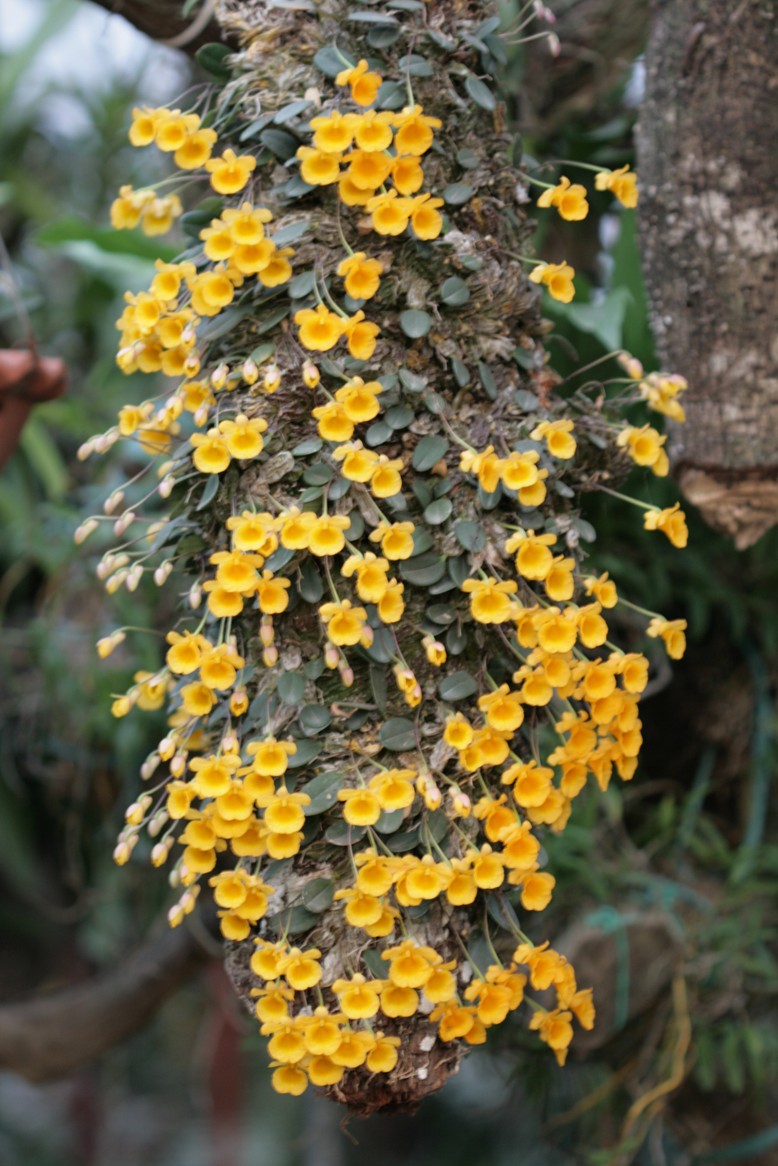 Vảy cá - Dendrobium jenkinsii