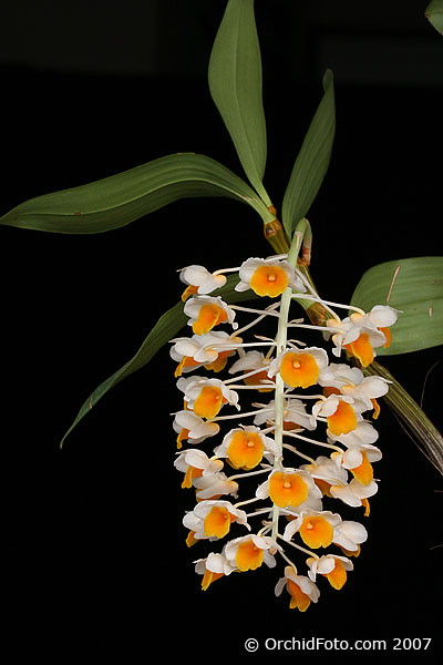Thủy tiên vàng - Dendrobium thyrsiflorum