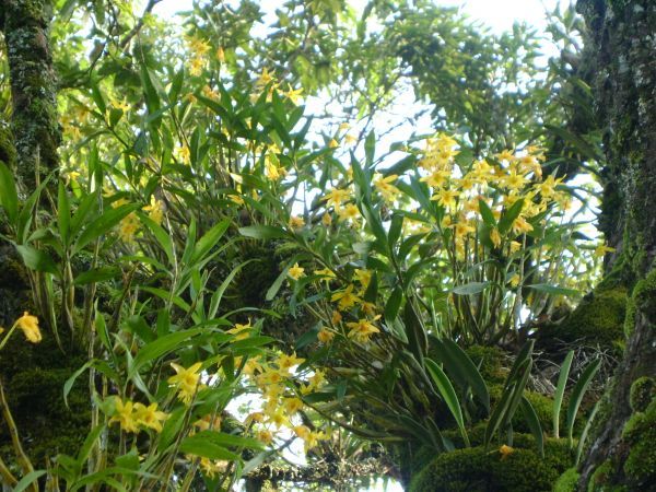 Thủy tiên râu mép, môi tơ - Dendrobium brymerianum