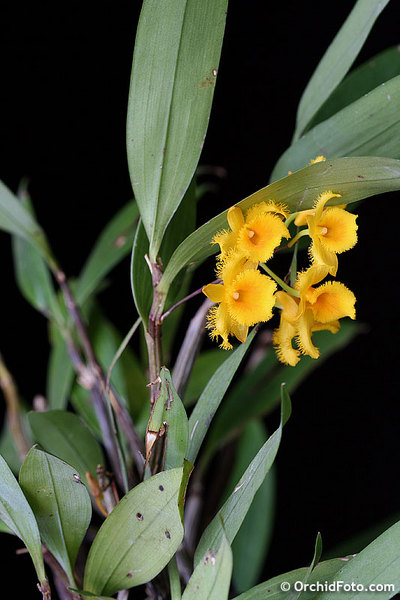 Thủy tiên tua - thủy tiên râu cánh - Dendrobium harveyanum