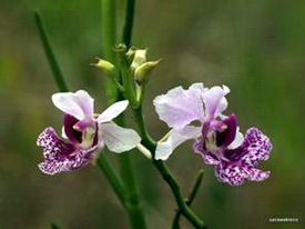 Lan Quỳnh giao, lan bướm, Papilionanthe hookeriana, Vanda hookeriana Rchb.f 1856