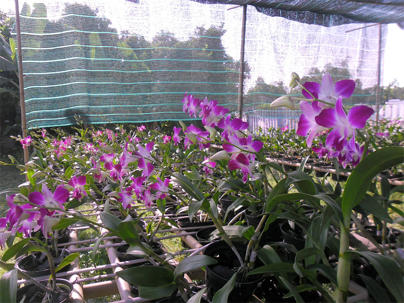 Instructions for growing orchids Dendrobium Thailand