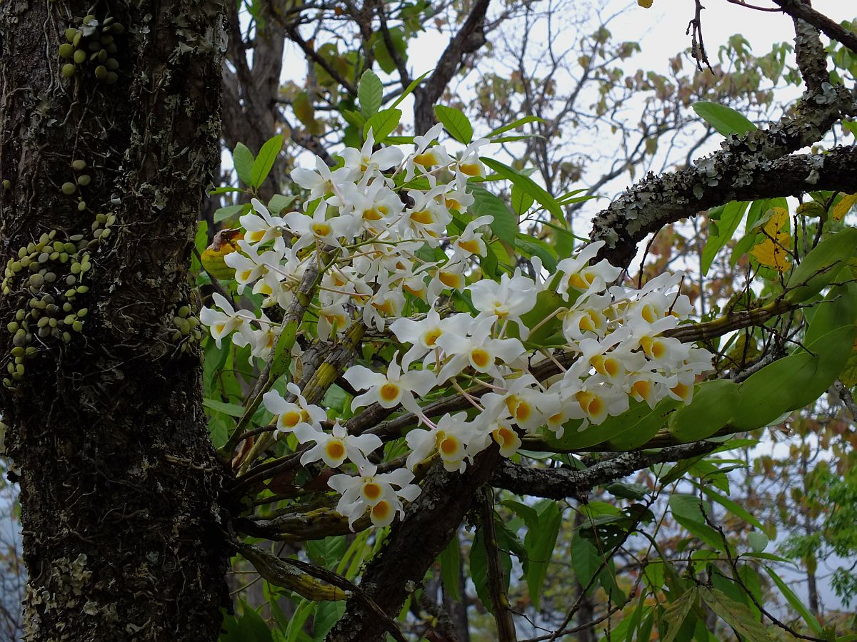 Chăm sóc lan Hoàng phi hạc - Dendrobium hildebrandtii - Den signatum