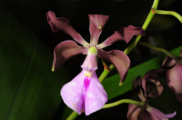 Lan Encyclia