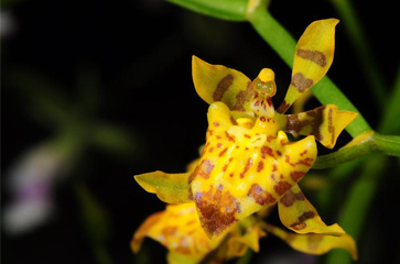 Lan Cyrtochilum meirax