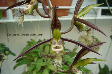 Cách trồng lan Catasetum saccatum
