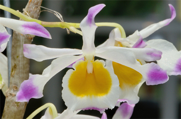 Kỹ thuật trồng lan Hoàng thảo Ngọc thạch - Dendrobium crystallinum