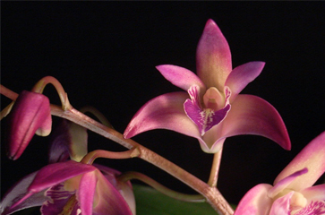 Hoàng thảo tím Dendrobium Kingianum