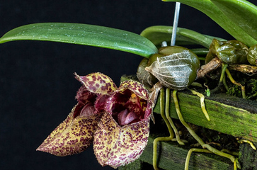 Kinh nghiệm trồng lan lọng giầy Bulbophyllum frostii