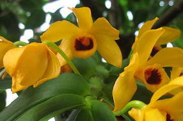 Cách trồng lan Dendrobium Ochreatum