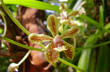 Lan Vanda lamellata