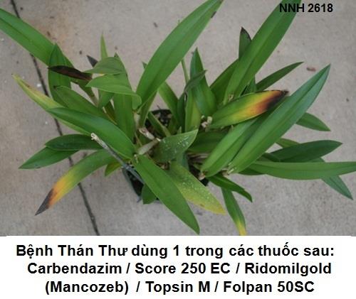 Bệnh Thán Thư - Anthracnose