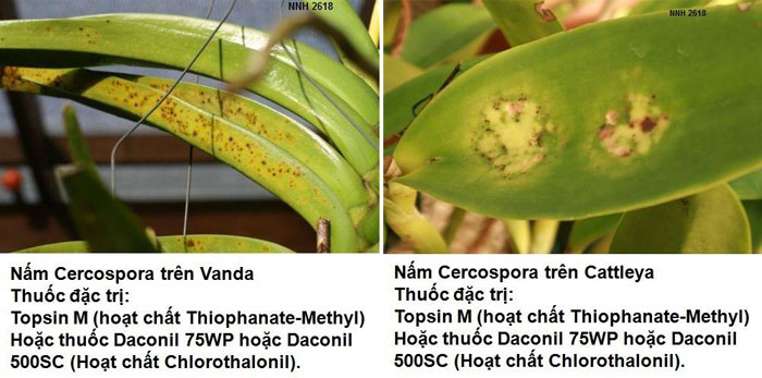 Nấm Cercospora gây bệnh đốm lá trên lan