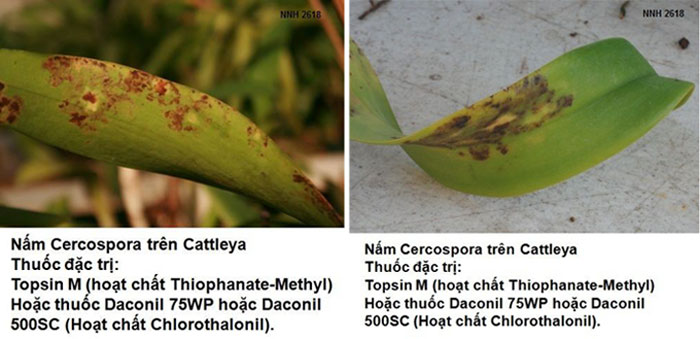 Nấm Cercospora gây bệnh đốm lá trên lan