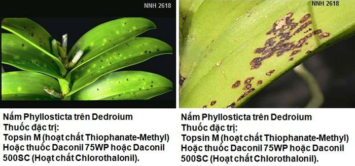 Nấm Phyllosticta gây bệnh đốm lá trên lan