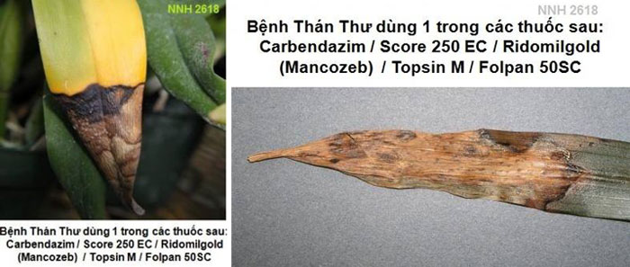 Bệnh Thán Thư - Anthracnose