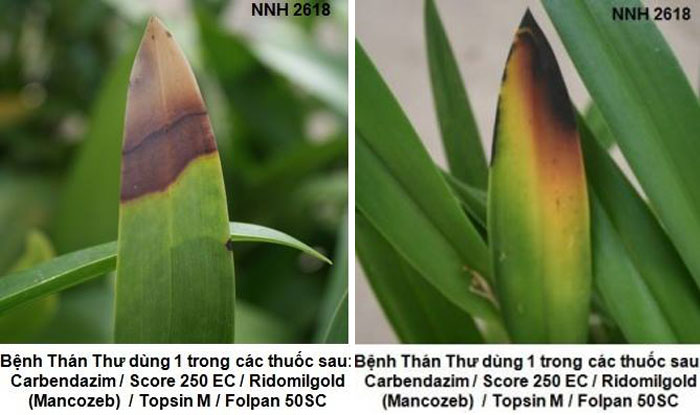 Bệnh Thán Thư - Anthracnose