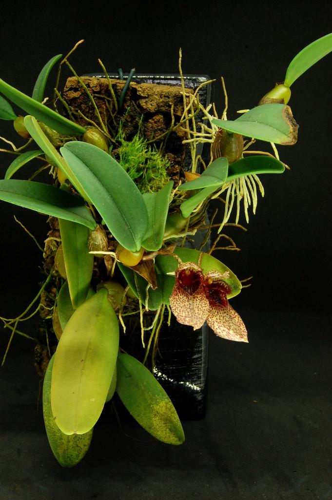 Kinh nghiệm trồng lan lọng giầy Bulbophyllum frostii