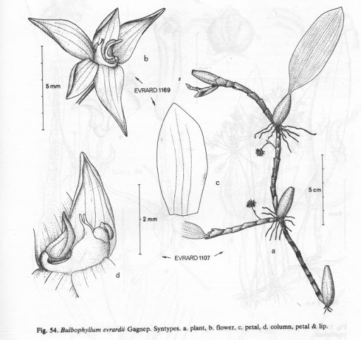 Cầu Diệp Evrard - Bulbophyllum evrardii