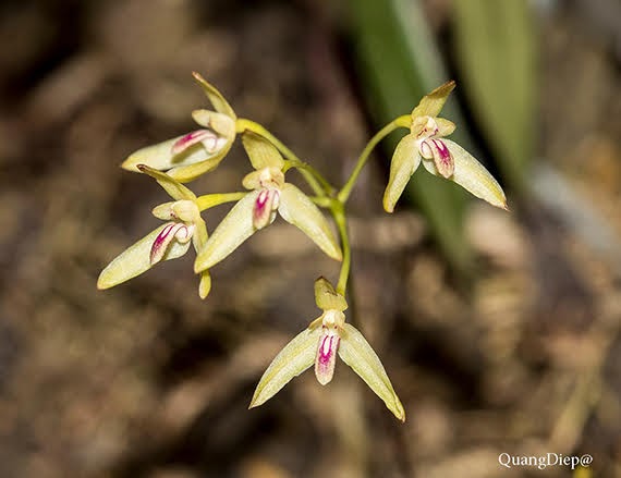 Cầu diệp Tixieri - Bulbophyllum Tixieri