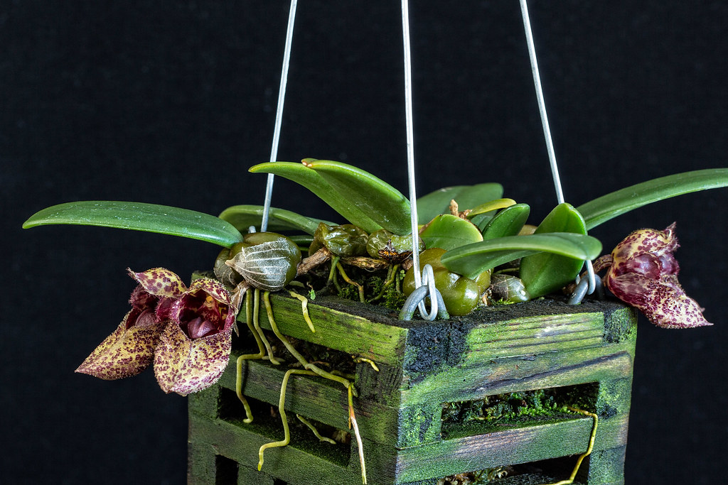 Kinh nghiệm trồng lan lọng giầy Bulbophyllum frostii