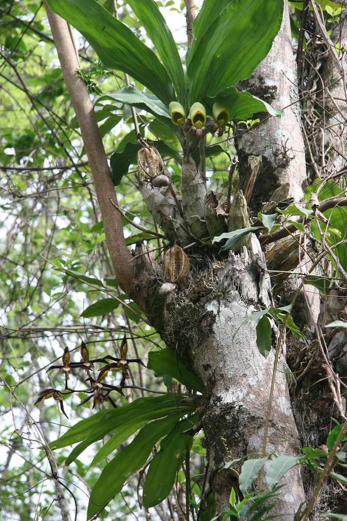 Cách trồng lan Catasetum saccatum