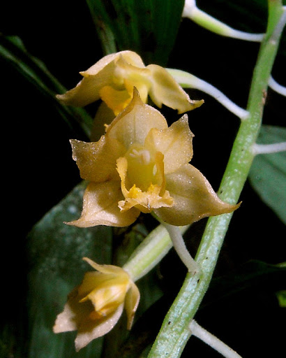 Lan đất hoa đầu - Cephalantheropsis longipes