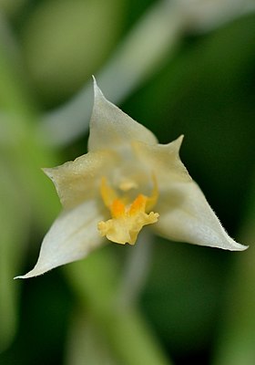 Lan đất hoa đầu - Cephalantheropsis longipes