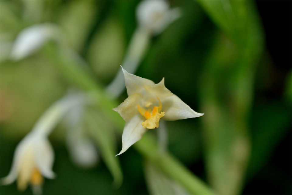 Lan đất hoa đầu - Cephalantheropsis longipes