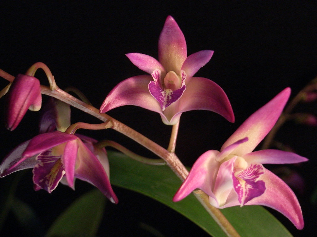 Hoàng thảo tím Dendrobium Kingianum