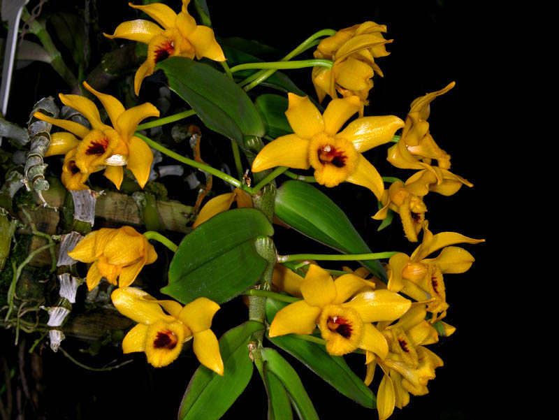 Cách trồng lan Dendrobium Ochreatum