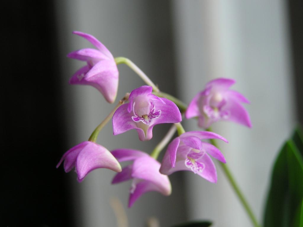 Hoàng thảo tím Dendrobium Kingianum