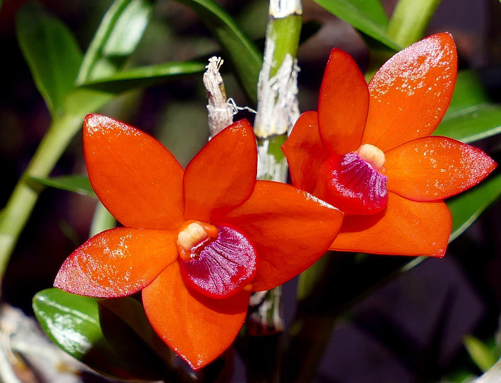 Lan Hoàng thảo Dendrobium mohlianum