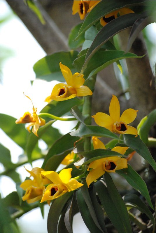 Cách trồng lan Dendrobium Ochreatum